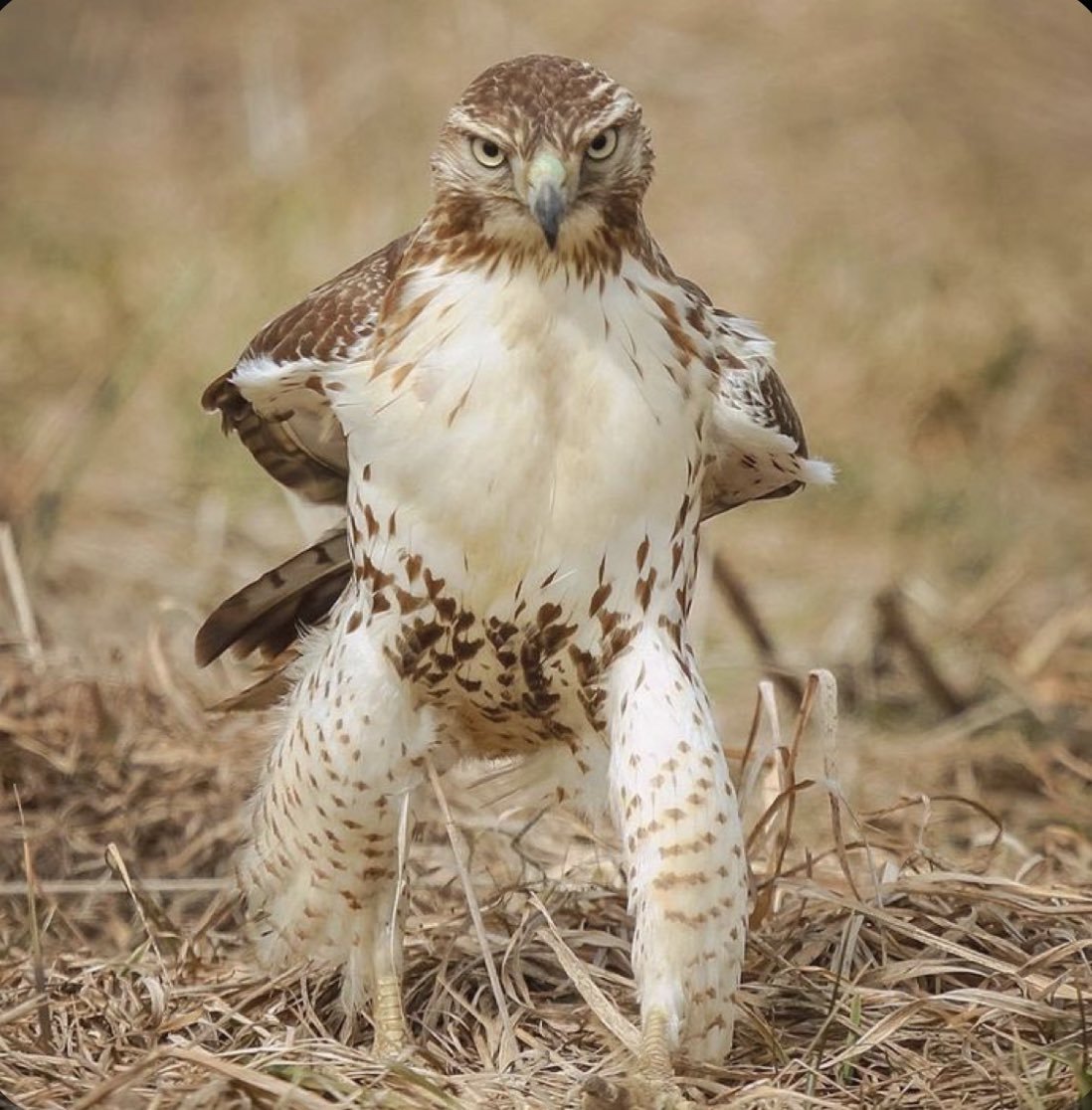 Who took my P20 pipette?