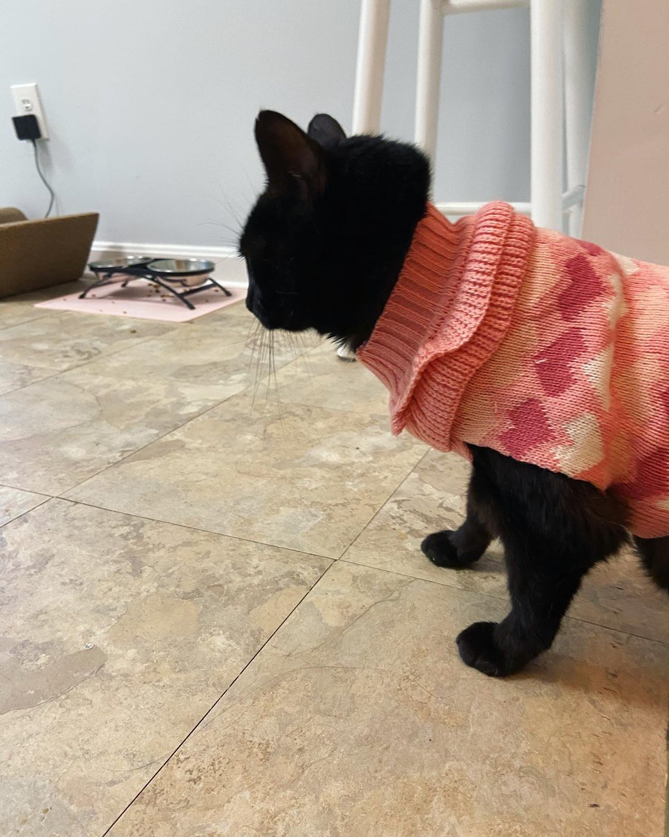 ees thee sweamter weäther, frendos 🤌🍂 #sweaterweather #catsofinstagram #CatsOfTwitter #TGIF #fall #themeemster