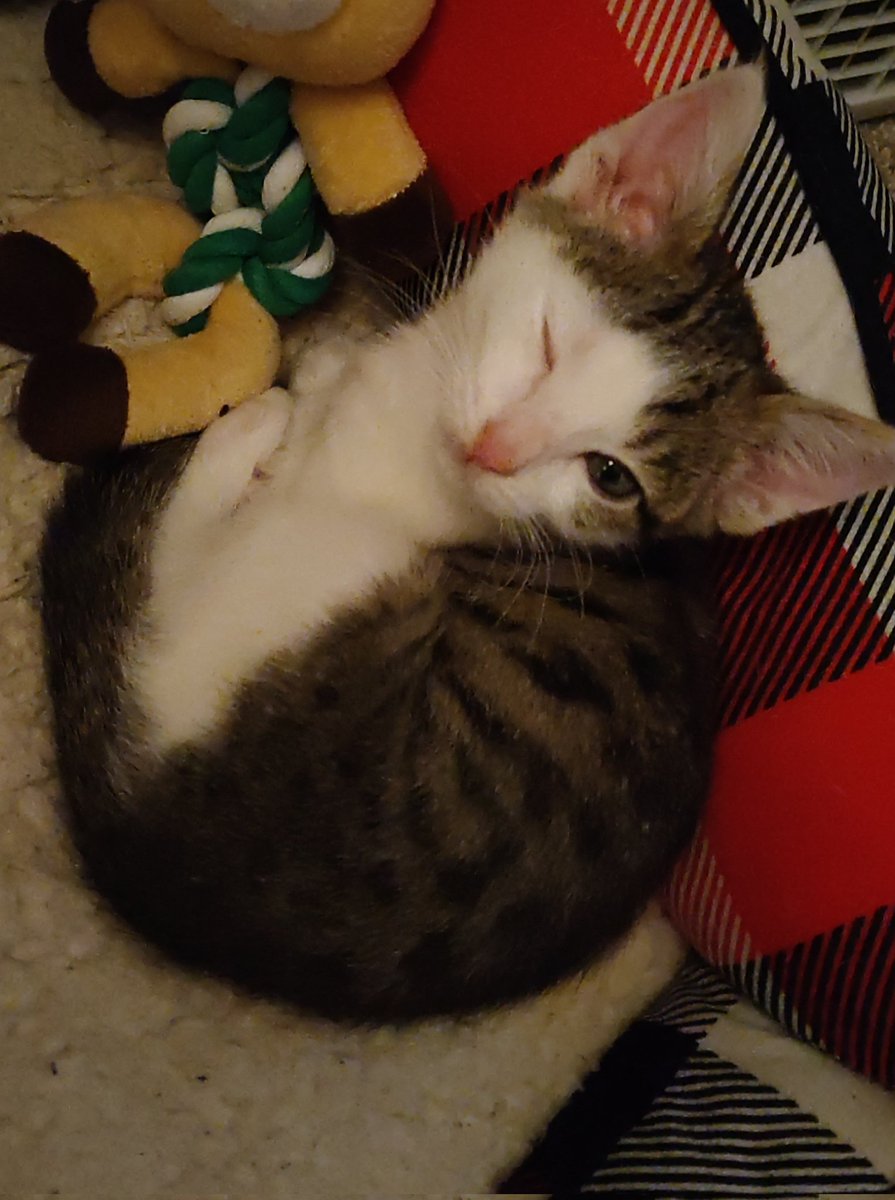He will still the dog's bed. And your heart. ❤️❤️
#kitten #winks #CuteKitten