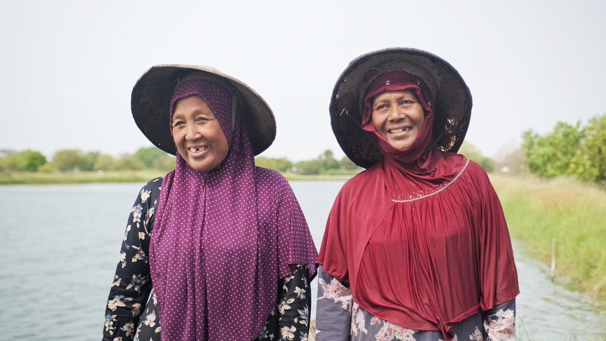 Postelsia tweet media