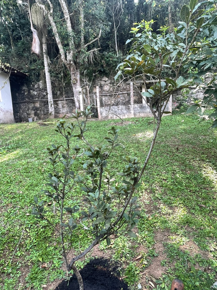 Julio César Vellozo tweet media