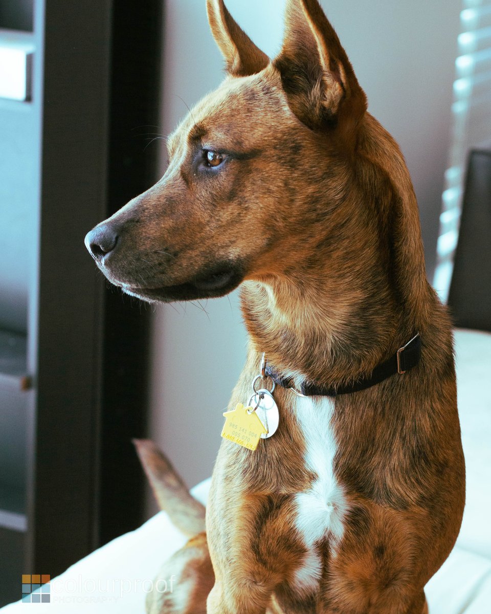 colour_proof's tweet photo. Who's a good boy? #photography #DogsOnTwitter https://t.co/Sbe7WjMXWx
