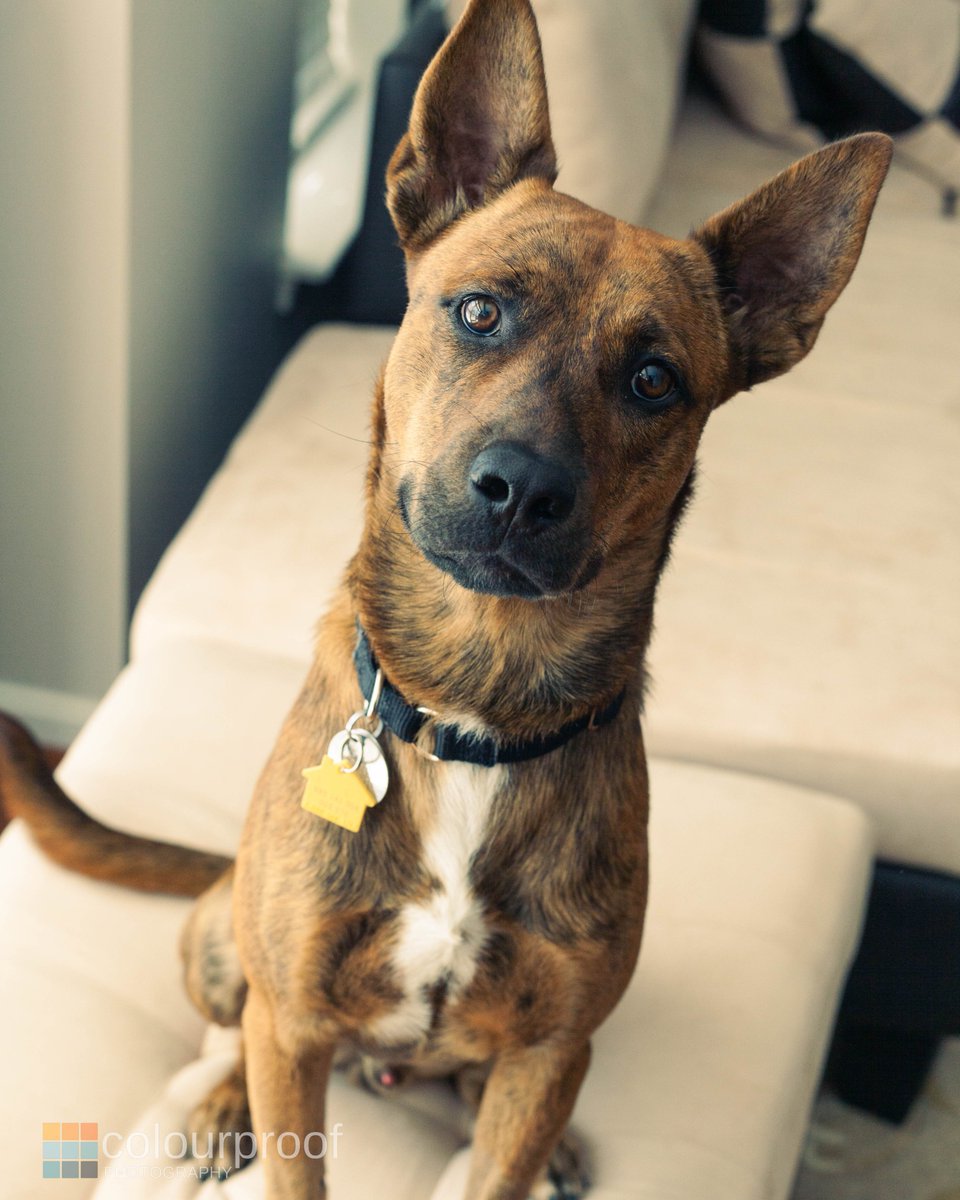colour_proof's tweet photo. Who's a good boy? #photography #DogsOnTwitter https://t.co/Sbe7WjMXWx