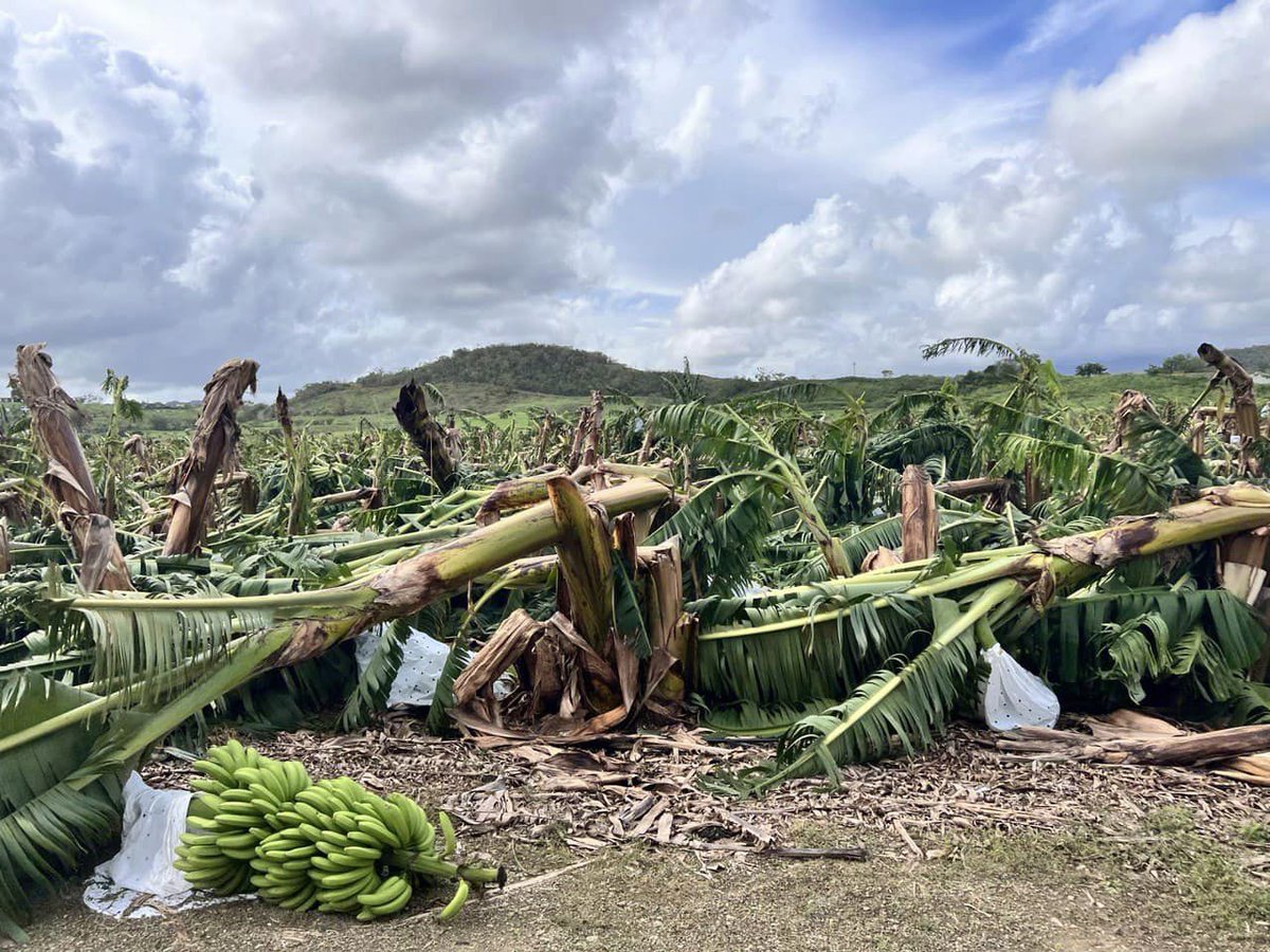 LaPerlaPR tweet picture