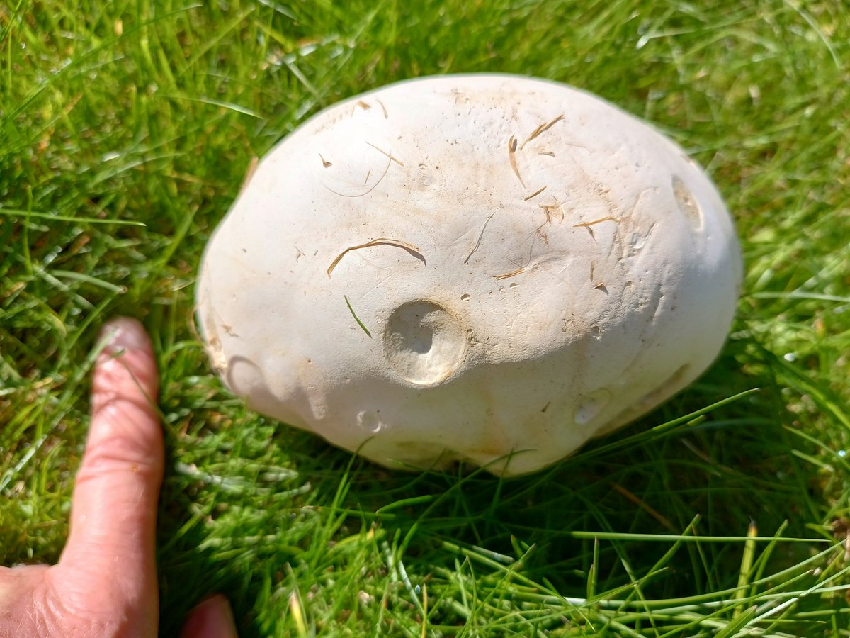 Is there a #fungifriday? If so, check out this fabulous giant puffball from #brassington in the unique #PeakDistrict