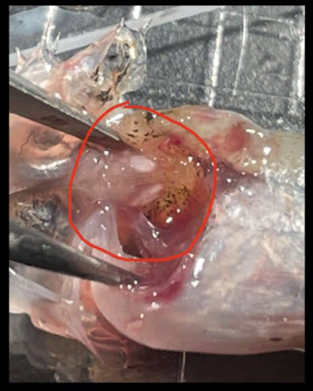 UCSC_Fisheries's tweet photo. All samples were identified to their species. We also collected otoliths and genetic tissue samples from select species to better understand these populations. (2/3) #UCSCScience #NOAAFisheries https://t.co/EtviqHsaDL