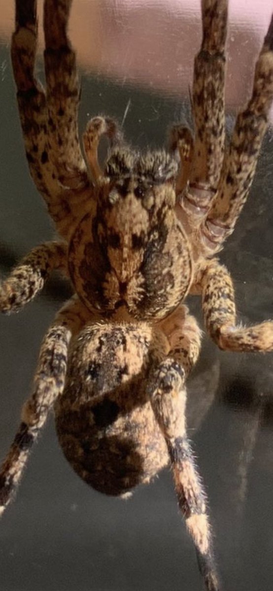 DrewsFelix79's tweet photo. #pieppiep Nosferatu Spinne gesichtet. .. wow https://t.co/3ufeCdE4m2