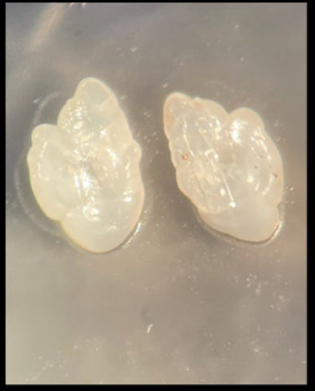 UCSC_Fisheries's tweet photo. All samples were identified to their species. We also collected otoliths and genetic tissue samples from select species to better understand these populations. (2/3) #UCSCScience #NOAAFisheries https://t.co/EtviqHsaDL
