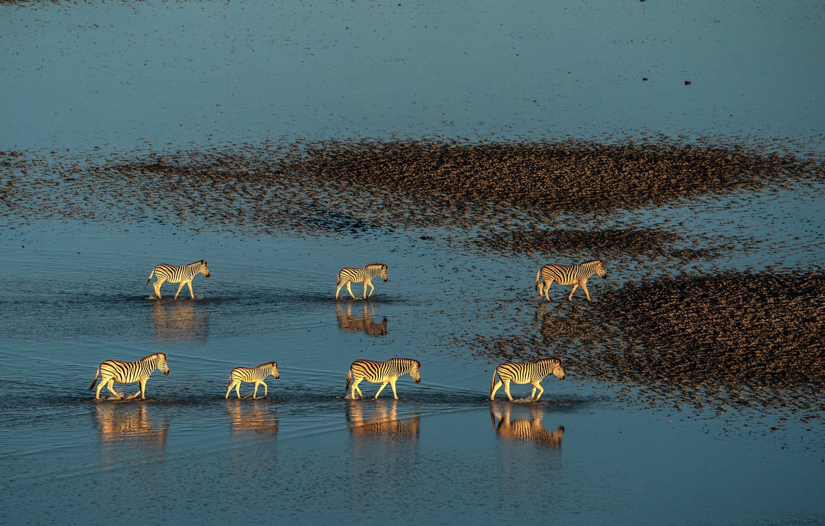 Peepsqueak's tweet photo. 100 Photographers Are Raising Funds to Protect 30 Million Hectares of African Parks 
[Prints for Wildlife] ~> https://t.co/rzuQsI59CE 

Plains Zebra, Makgadikgadi Salt Pans, Botswana
Photographer Beverly Joubert https://t.co/7DbiZDp2N5