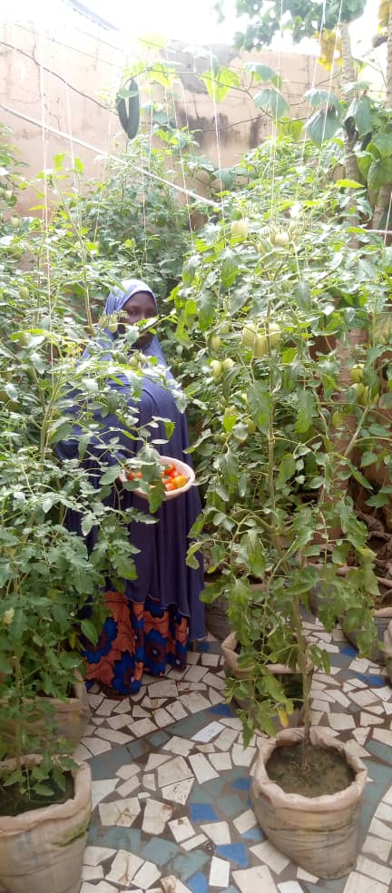 creaccng's tweet photo. Hadiza is mother of 4, she was part of the #ruralwomen we trained on #HomeGarden. The training has improved her livelihood, reduce poverty and increase her wellbeing as sbe raised money from her #vegetablefarm to buy 3 goats 🐐. Thanks to @FranceInNigeria's financial support. @UN https://t.co/W3mQg0164C
