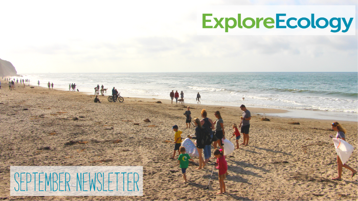 artfromscrap's tweet photo. What's new at Explore Ecology? Read all about it in our latest Newsletter🍁 - https://t.co/tLN1IjhIsv https://t.co/xbSj8Y7wRx