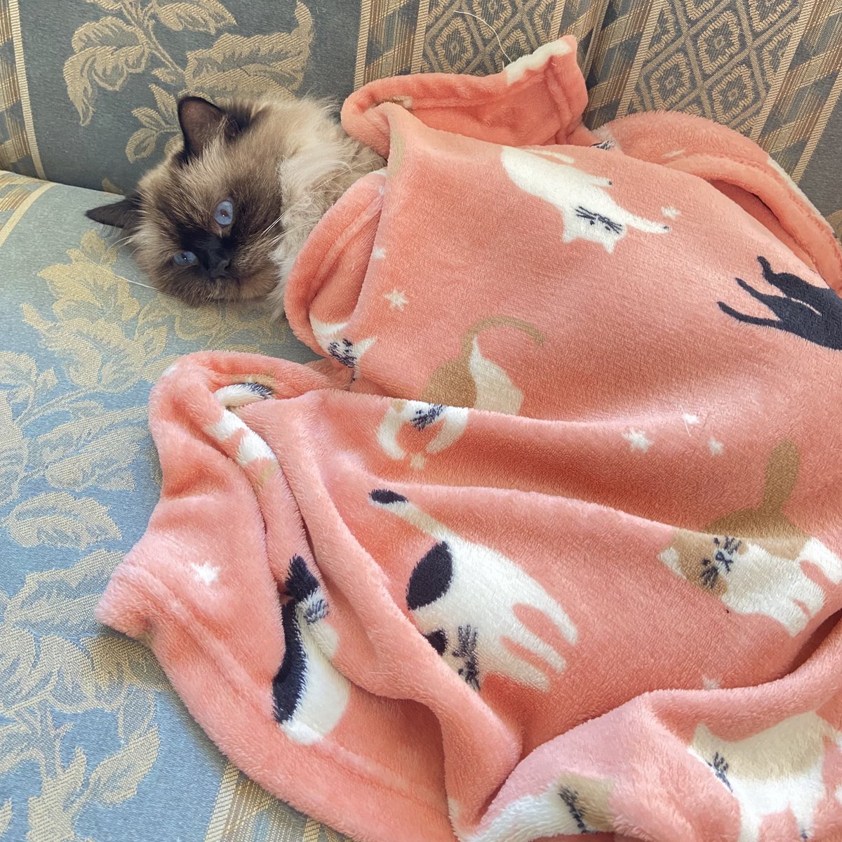 Cozy with my favourite blankie