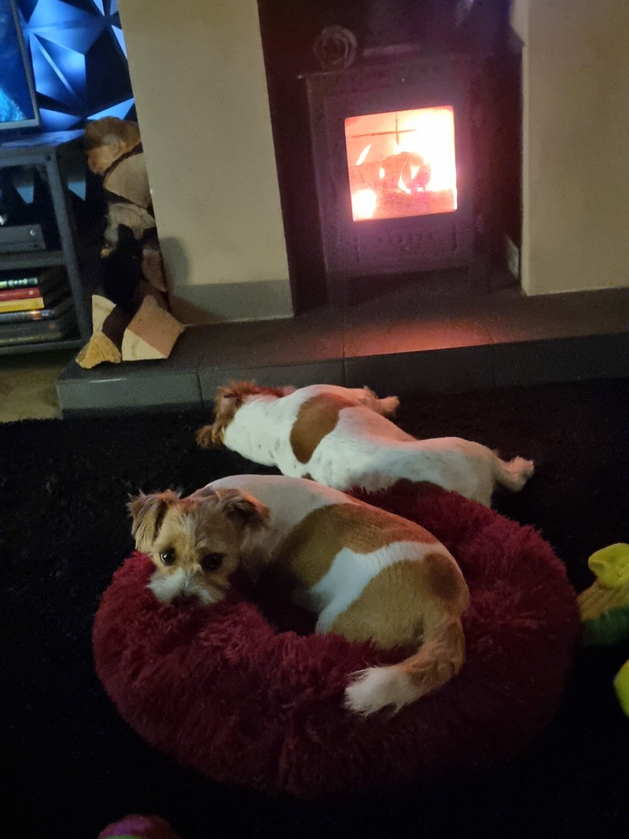 Cosy night in ❤️ #dogs #FridayVibes