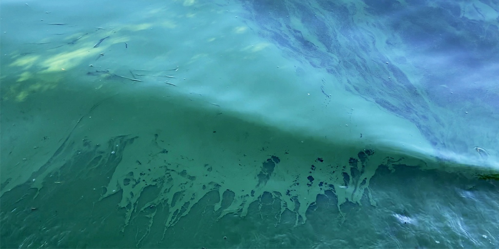 The Harmful Algal Blooms Monitoring Program (HAB) continues to test our ponds on Nantucket. They found that today, September 23: Washington Pond has occurring harmful algal blooms. Please stay out of that water! Details: nantucketfootprints.net/2022/09/23/har…

#waterquality  #nantucket