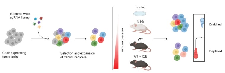 Dubrot et al use genome-scale in vivo CRISPR screens to look at #immune_evasion mechanisms across #cancer models, showing that IFN-mediated upregulation of classical and non-classical MHC class I inhibitory checkpoints facilitate immune escape. rdcu.be/cWc9T