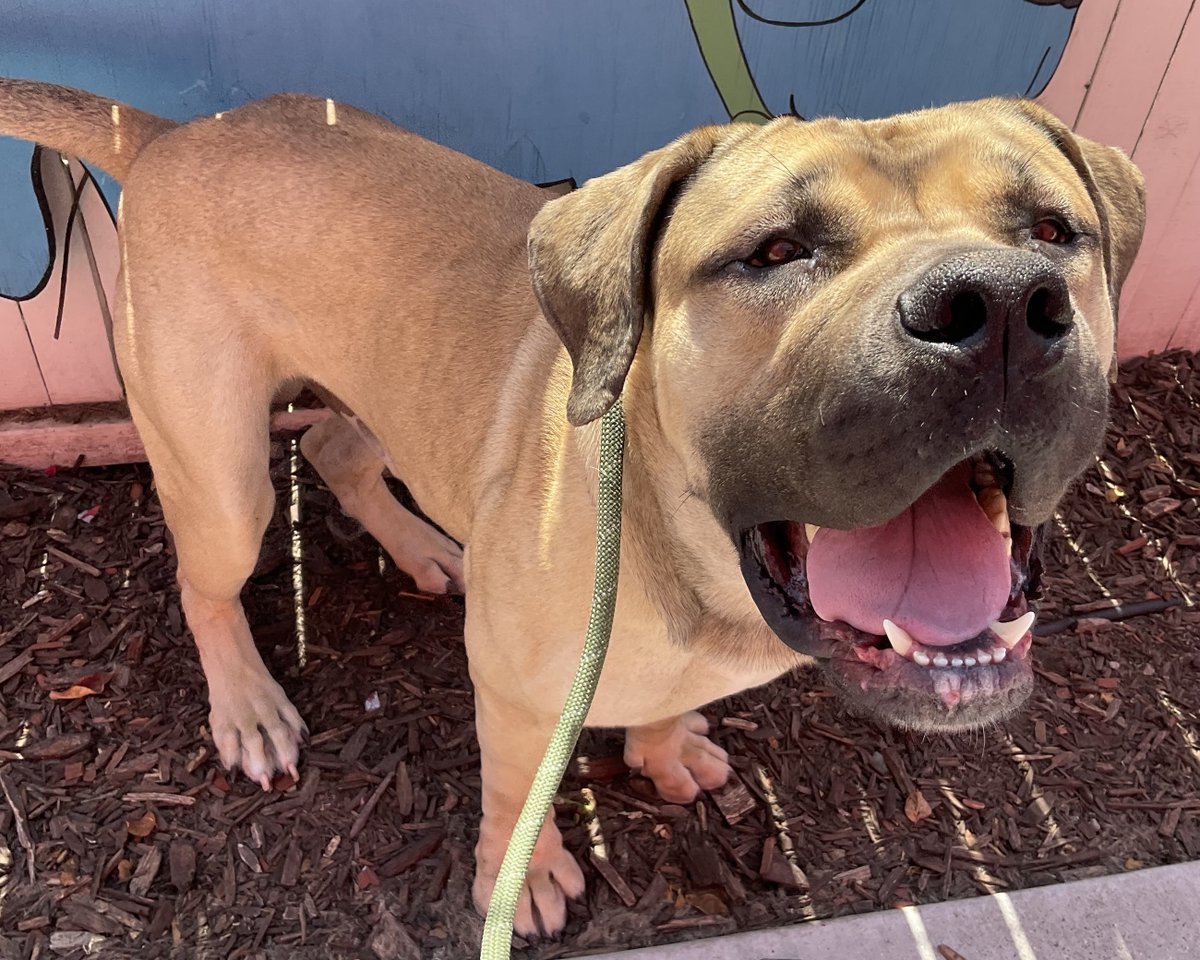 Size can make a dog 'less adoptable'? Meet Zulu, one of our @hopalonganimalrescue fosters. This babe is 10 months, 120#, and is a big friendly giant who loves xoxo, thinks he’s a lap dog, is always ready to cuddle, and is food motivated. 
#adoptalessadoptablepet
#dogsofoakland
