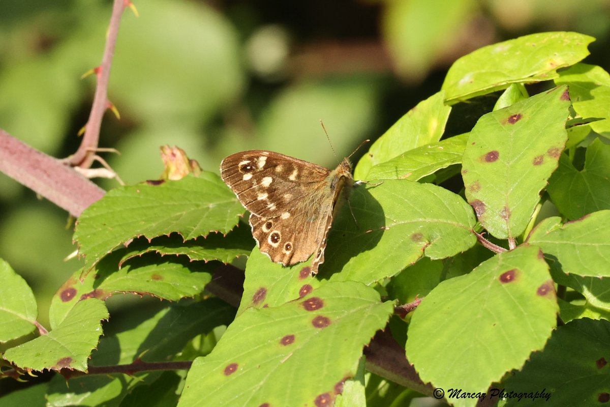 Speckled Wood Butterfly on Grovelands in Warminster. Taken by Carolyn, 23/09/2022. @WiltsWildlife @BC_Wiltshire @savebutterflies