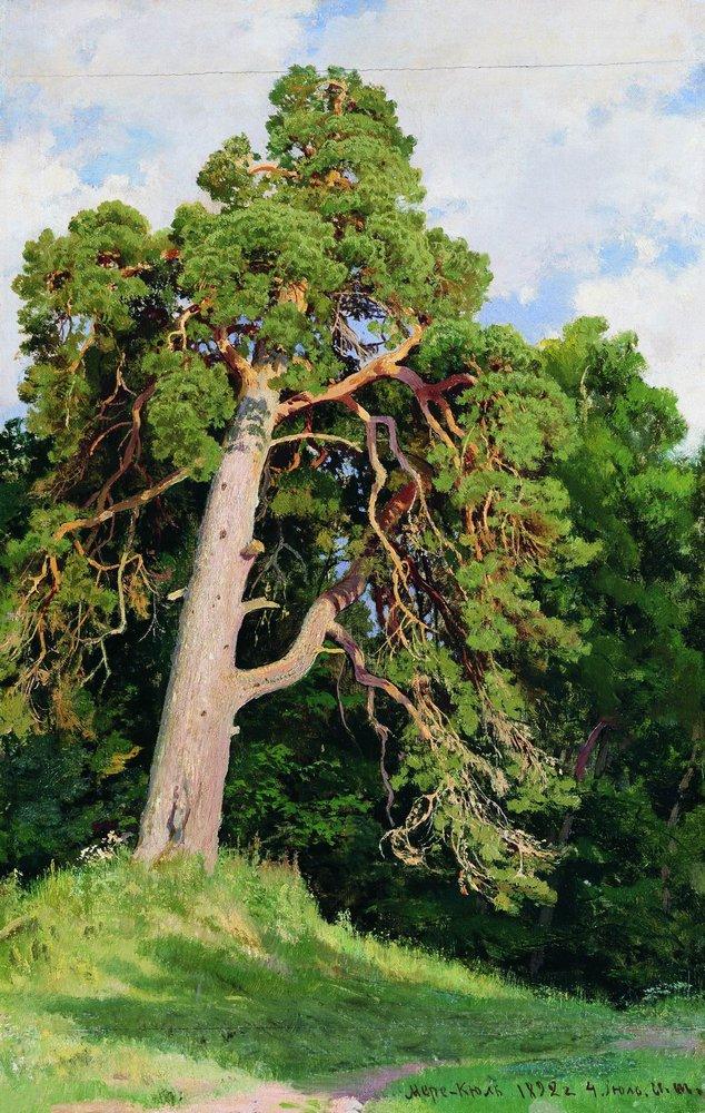 artistshishkin's tweet photo. Pine, 1892 #shishkin #realism https://t.co/DVAFkMX9Qf https://t.co/C18JnxDpc4