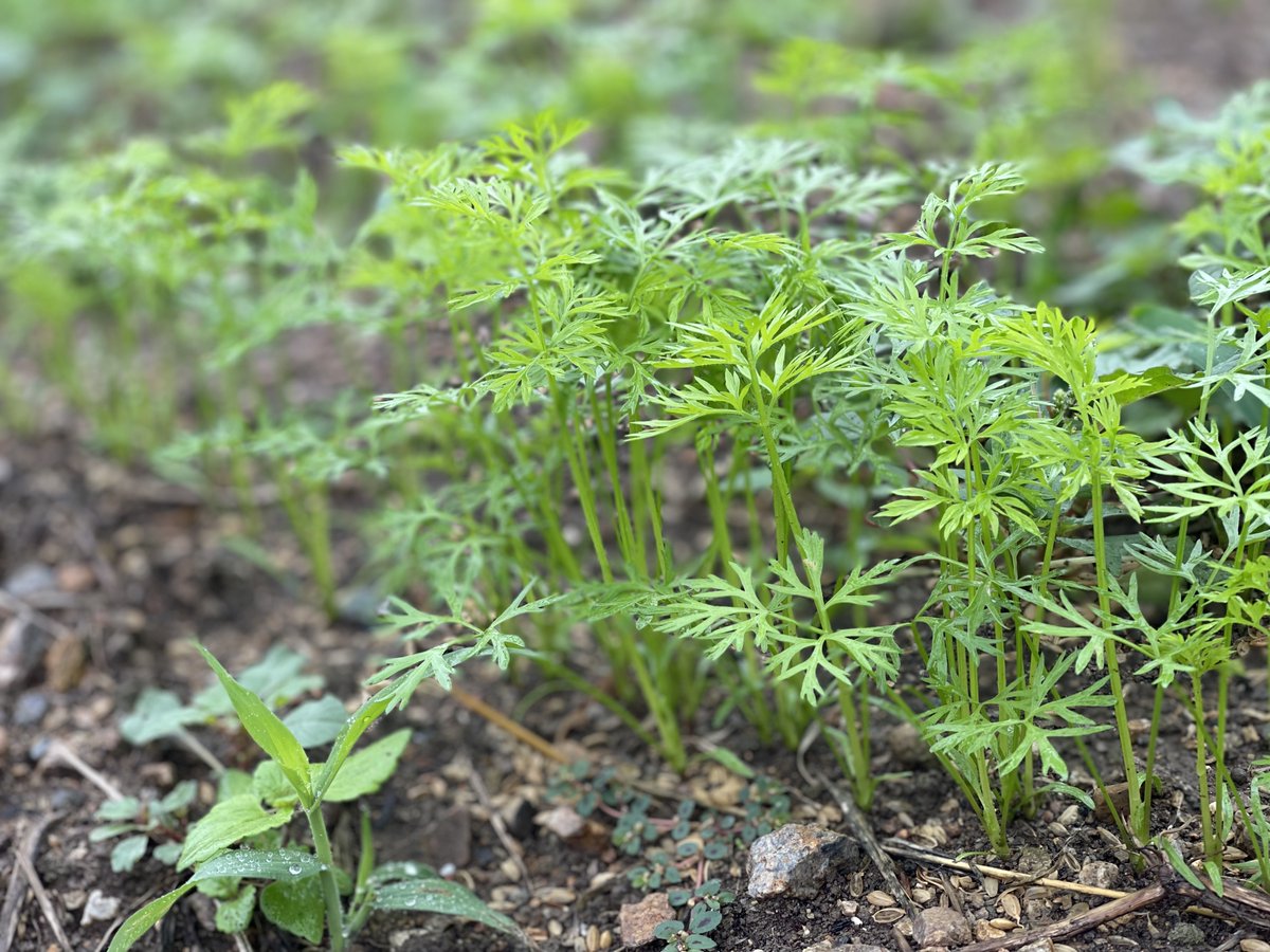 nativelifekale's tweet photo. 人参の芽が出揃いましたー🌱
この葉っぱが美味しい！
#ともときファーム丹波 #organic #人参葉 https://t.co/OwQakZgI2p