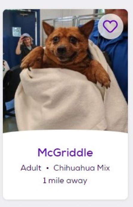 petfinder-names-petfindernames-twitter