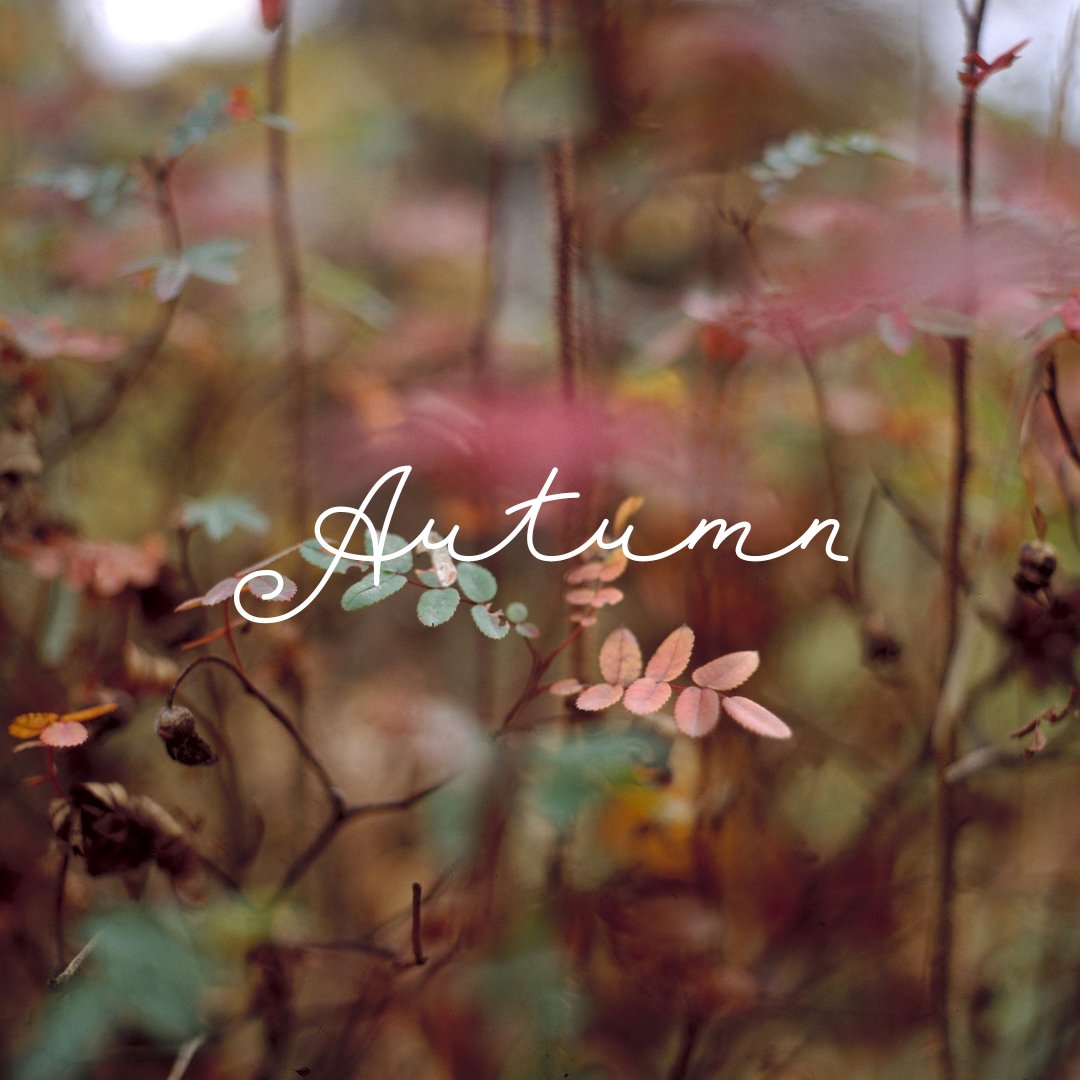 It's officially Autumn in the Northern Hemisphere, the equinox has arrived. 🍂🍁