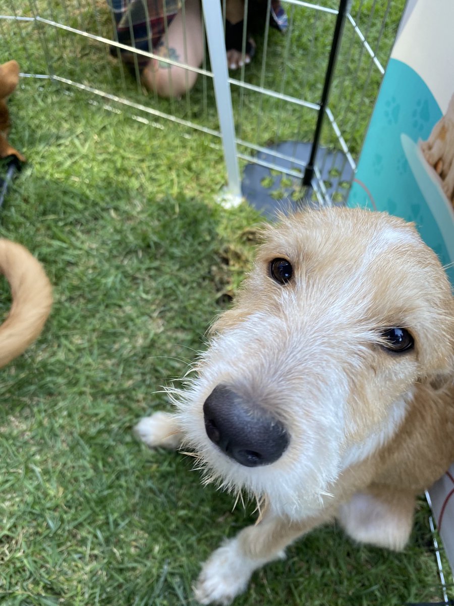 Puppy love at #ona22 puppy petting session