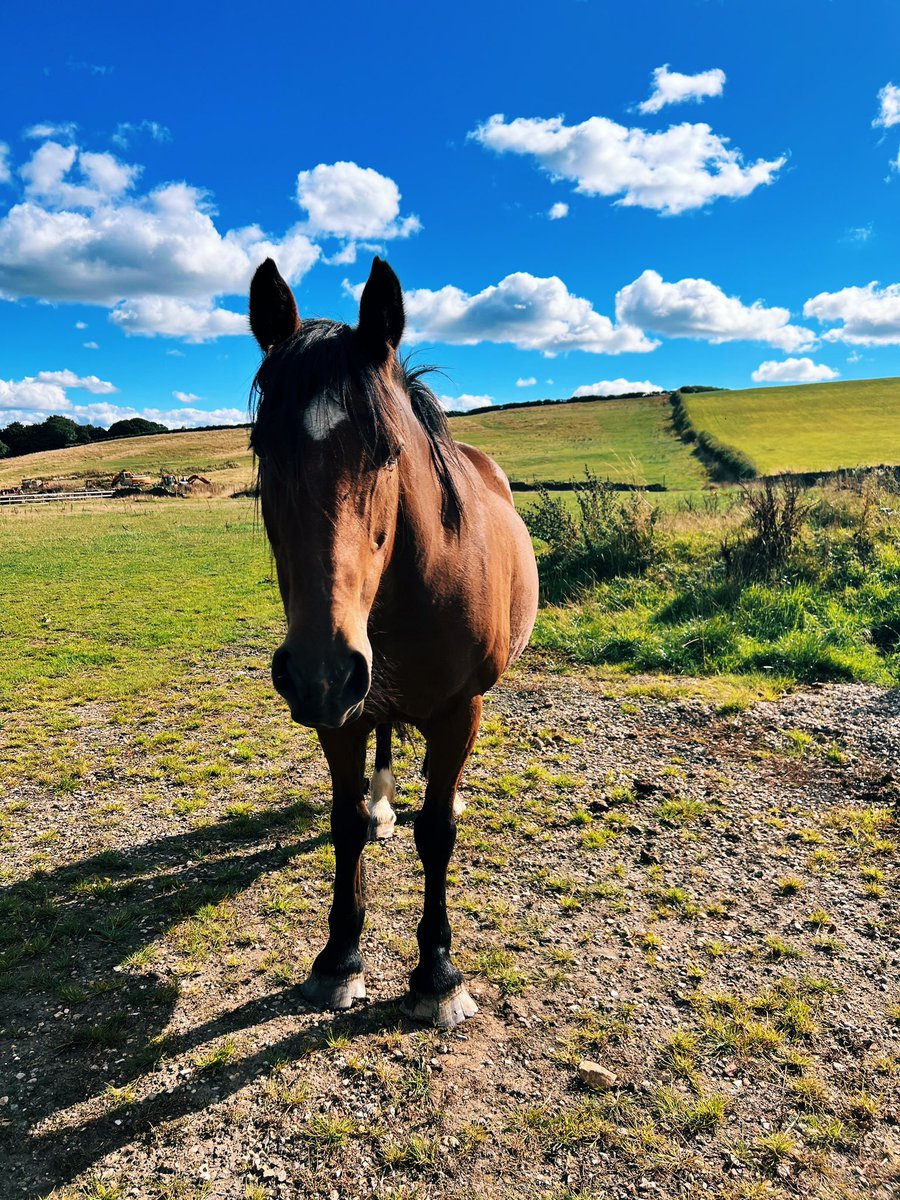 🤩 Hung out with a hero today. Great to spend some time with Mulry’s Error. From Pony Club camp with me to double clear at Badminton and Burghley with <a href="/BenHobday/">Ben Hobday</a>. 

He taught us many things but first and foremost: never judge a book by its cover. #BredToPullACart 😉