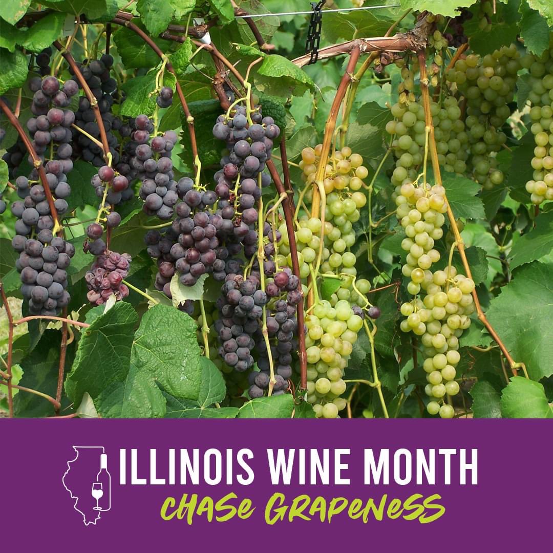 It’s #IllinoisWineMonth ! In addition to the colorful fall foliage, we’re celebrating the 12 different grape varietals Illinois winemakers’ harvest, delivering a diverse medley of tastes and aromas. #ChaseGrapeness by taking your taste buds on the ultimate journey.