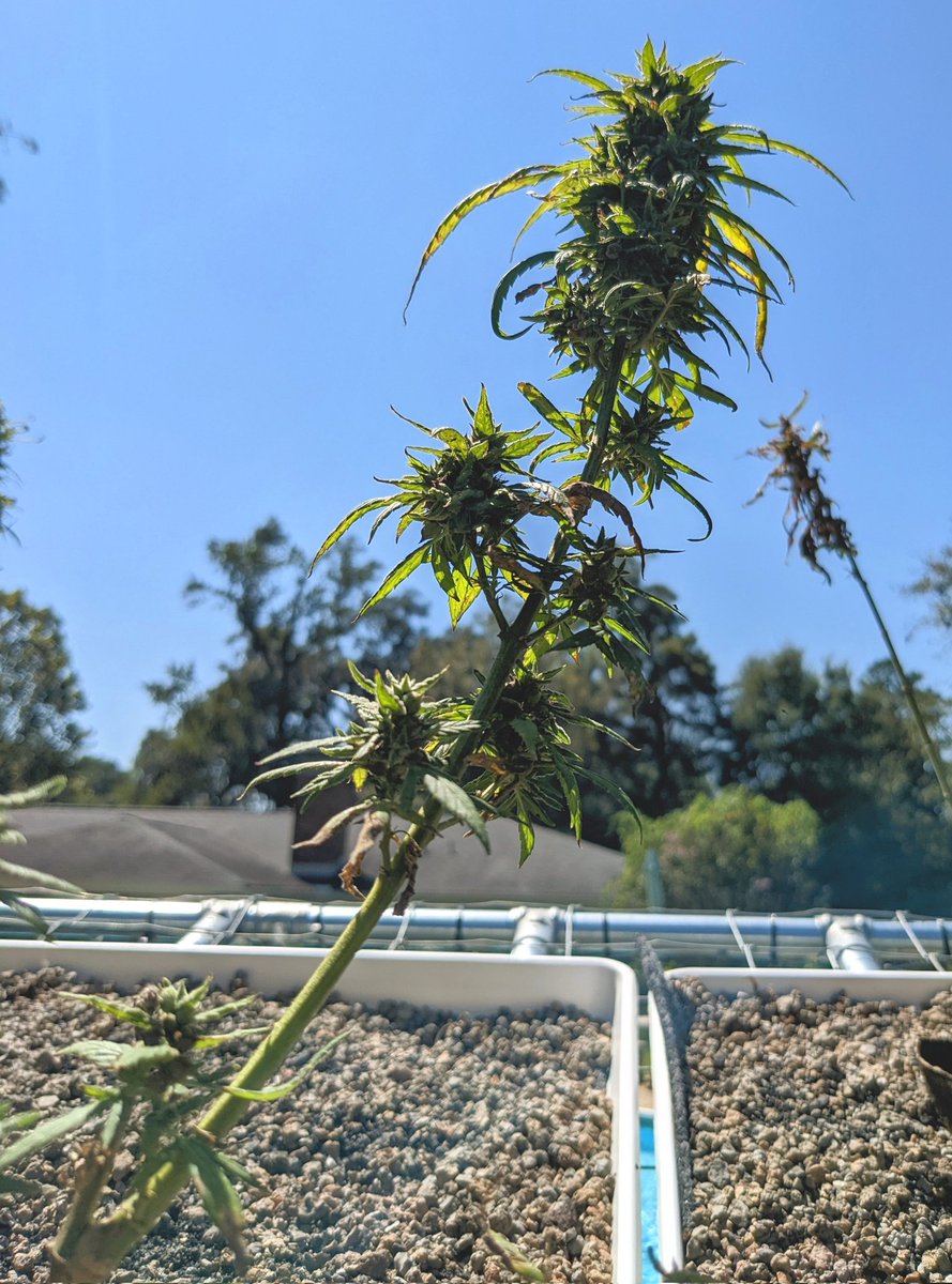 kevinsonger's tweet photo. Sunkissed high #CBG &amp; #CBD variety rooftop trials. Dwarf but resinous. #floridahemp #hemp #freshfromflorida #arendellhillnursery #greenroofs #greenroof #stormwater #850hemp https://t.co/O2YlcUqZQ8
