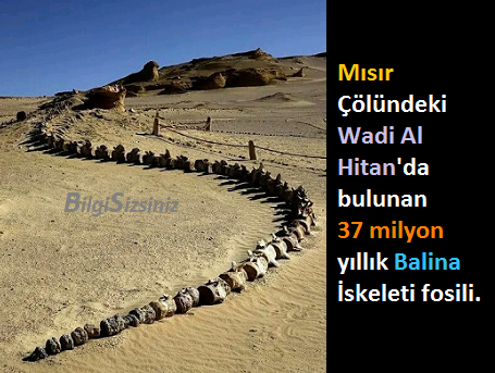 BilgiSizsiniz3's tweet photo. #Mısır Çölündeki Wadi Al #Hitan'da bulunan 37 milyon yıllık #Balina İskeleti fosili. https://t.co/QucTbcdIwI