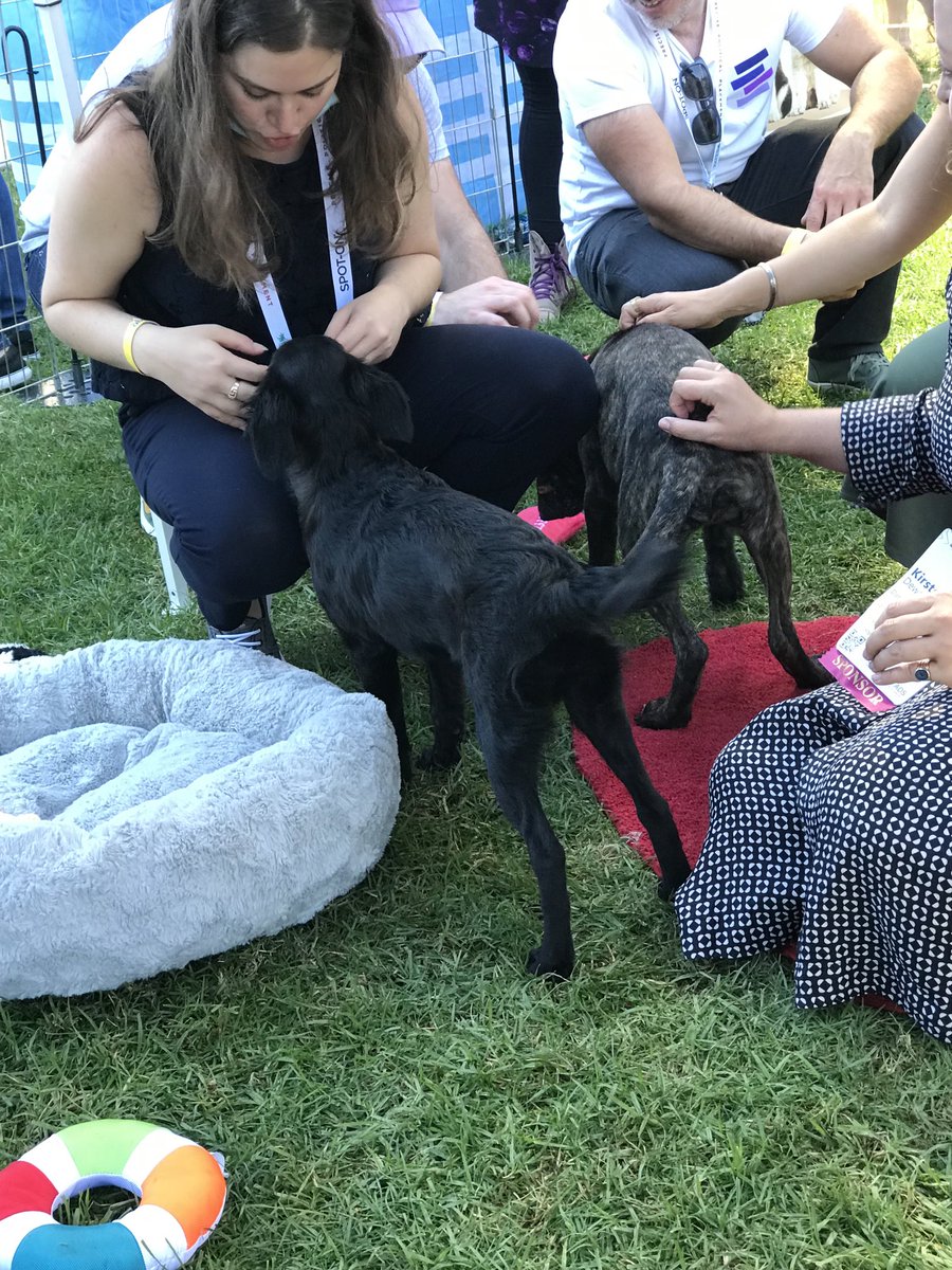 BernieKohn's tweet photo. This should be required at all journalism conferences - @pupswithoutborders cuteness overload! #ONA22 #puppylove https://t.co/Sdx9Hhkbm9