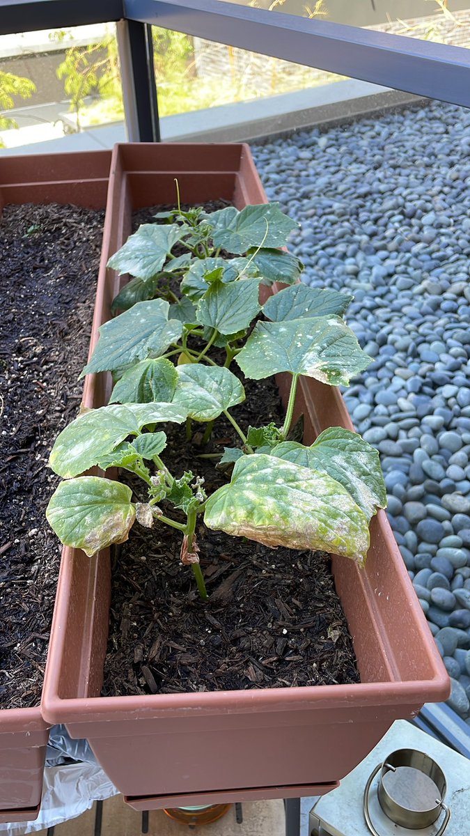StevenDSass's tweet image. Ok plant twitter, how can I help this habanero plant get better?#PlantHealth #planttwitter #plantdad