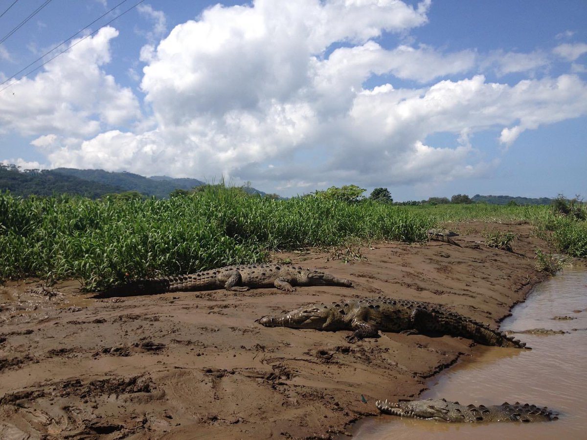 SusanSember's tweet photo. We all need a spa day. During a film production, my “friends” in Costa Rica was more than willing to show us how truly invigorating a mud bath can be. https://t.co/CS0DxrTzDA #filmproduction #crocodiles #costarica #nature #wildlife #purevida https://t.co/CP3dLOcdWk
