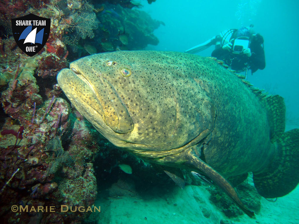 Goliath groupers gather in the Coastal Southeast Florida Hope Spot every year in mass spawning aggregations. #HopeSpots Photo by Marie Dugan @sharkteamone