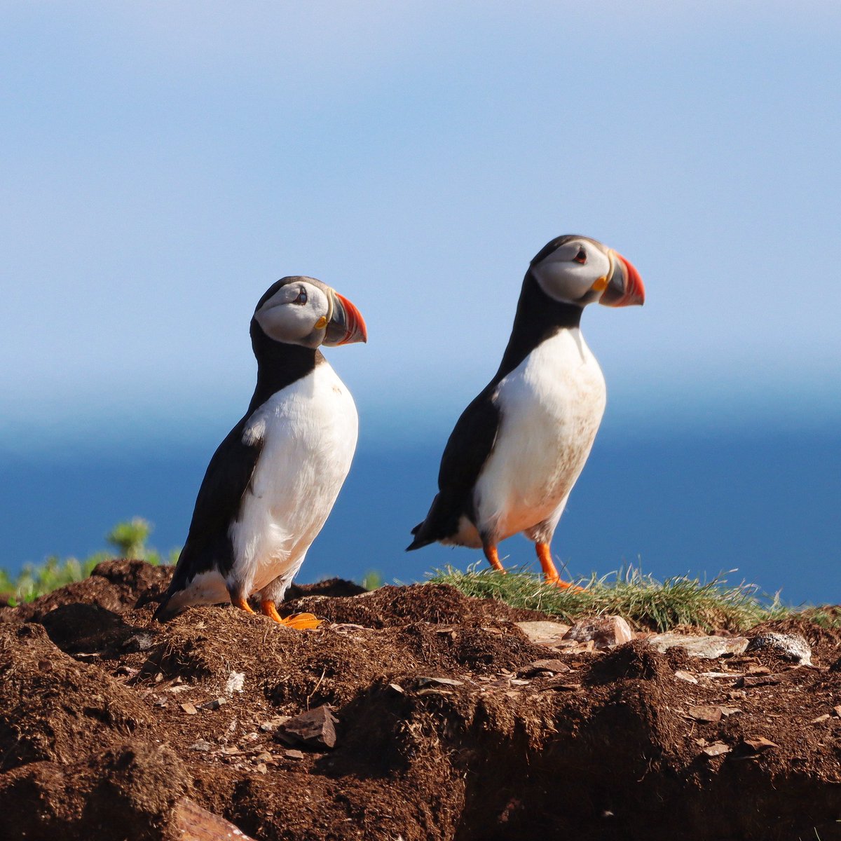 PeterPuffin4's tweet photo. Peter and Paul :) https://t.co/6BpGdMrxRF