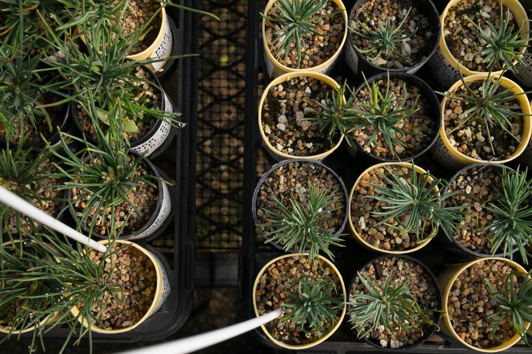 ForestServiceNW's tweet photo. Our @forestservice scientists are genetically enhancing seedlings to be more drought tolerant, fire resistant & adaptable generally. Our labs are creating trees that will better withstand the challenges of climate change & increased fire risks on the land.
#NationalClimateWeek https://t.co/ecibaLOAup