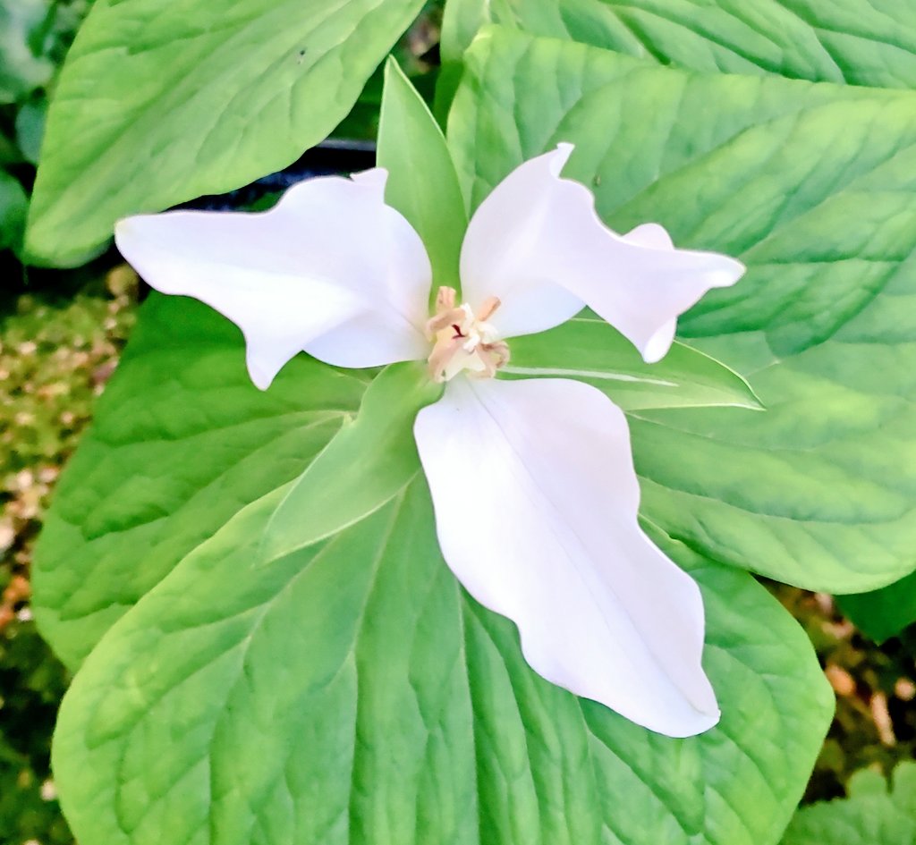 オオバナノエンレイソウ Twitter Search Twitter