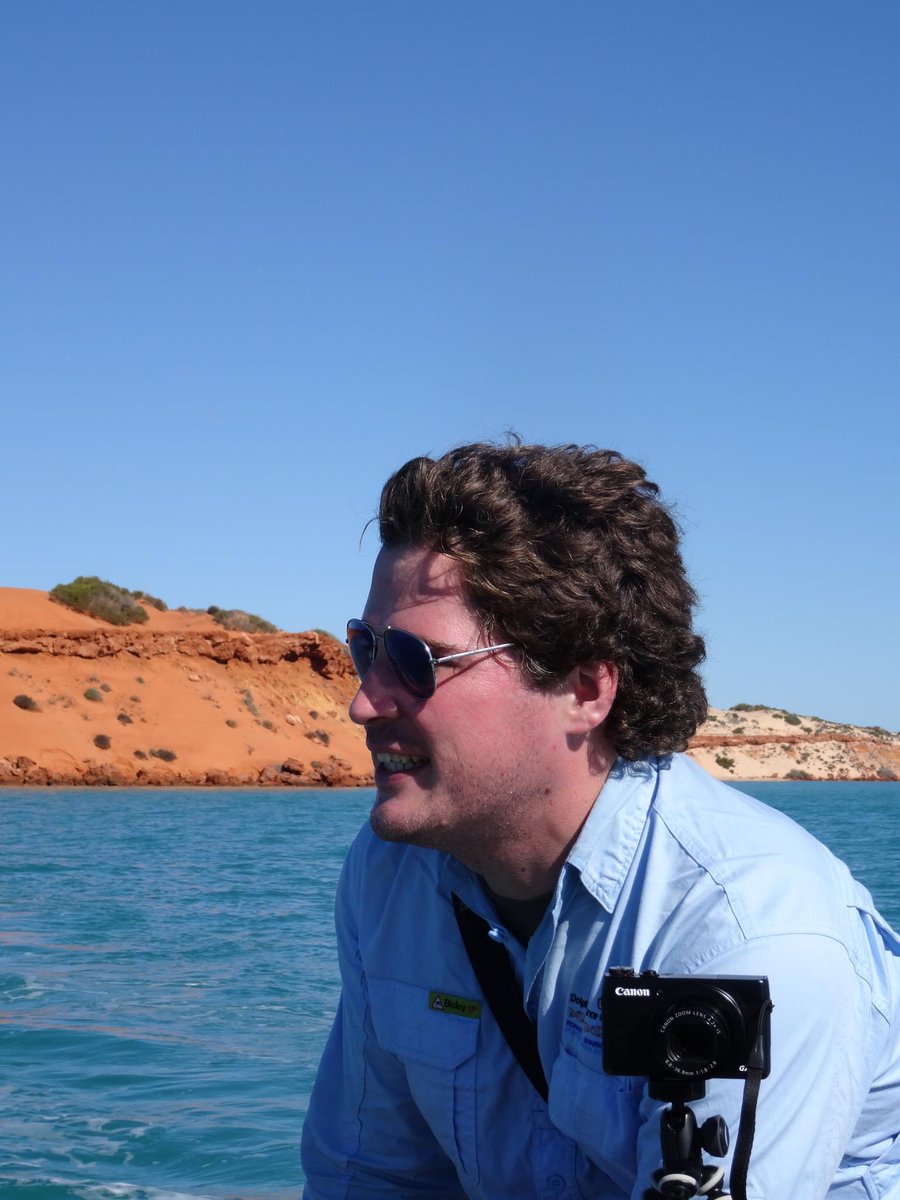 Shark Bay Dolphin Research tweet media