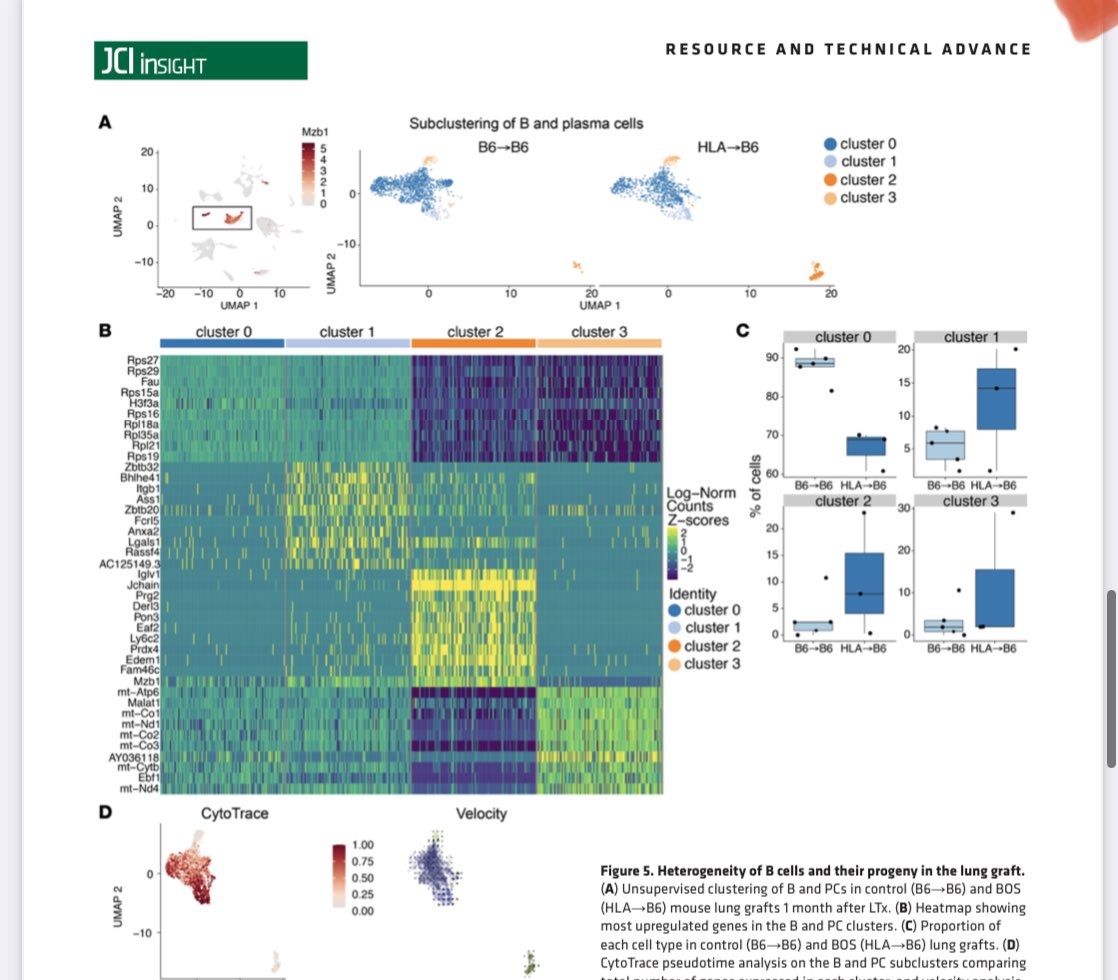 Really important!  “Single-cell transcriptome mapping identifies a local, innate B cell population driving chronic rejection after lung transplantation” 
Kudos to Drs Smirnova, Eickelberg and team for this elegant paper. 
Can start saying #CureBOS? 
doi.org/10.1172/jci.in…