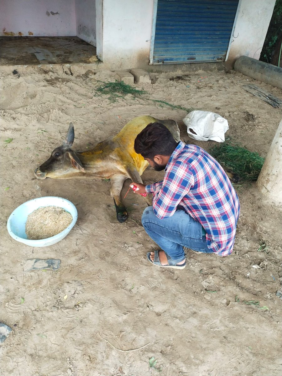 KPalanpuri's tweet photo. We call cows GAUMATA.
In this culture where cows being worshipped for thousands of years but now in the time of need not even hindu nationalist party care to take care of cows from LUMPY DISEASE.
I urge all of you to raise awareness.
#SaveCows https://t.co/vsoQUB6W1W