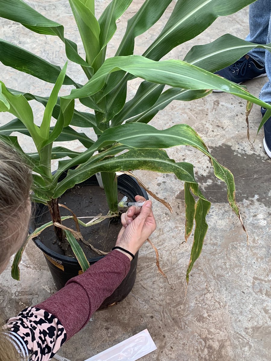 This is how plant doctors use syringe😀😀
