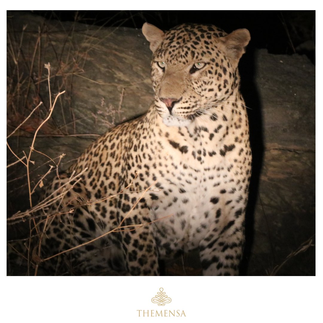 themensaindia's tweet photo. Different #wildcats but same jungle! 
The #TodgarhRaoli #Sanctuary covering over 495 sq km of exuberant #forests &amp; pastures is an adobe for #wildlife lovers. Experience this park with Sinny’s Leopard Camp, Sojat, #Pali, #Rajasthan
#Themensa #HotelsMarketing #Tourism #Leopard https://t.co/WIuLxW9sPi