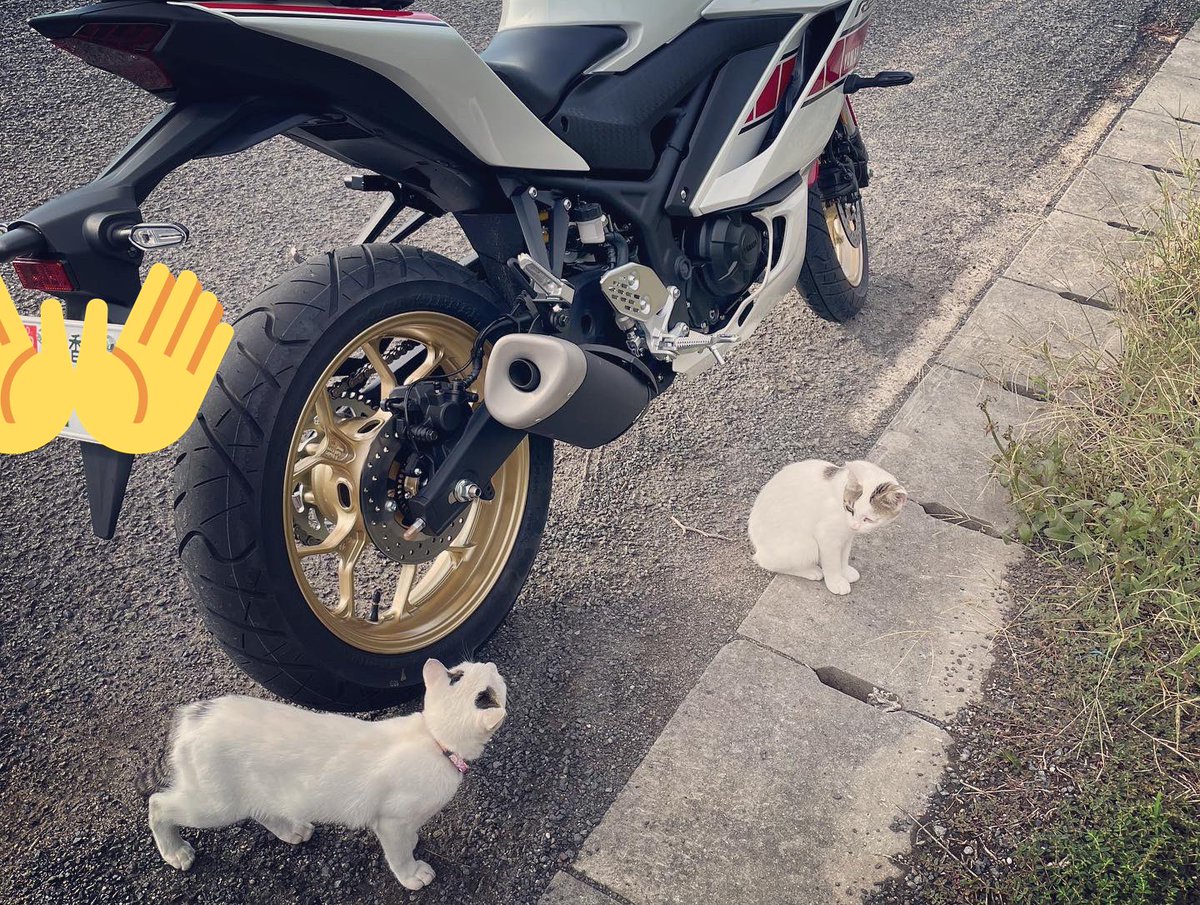 minkanjinbase's tweet photo. #早朝ツーリング
「猫と漁港とR25」
#民間人BASE
#バイク乗りと繋がりたい
#バイク好きと繋がりたい
#yzfr25
#wgp60th https://t.co/AtFRo0u7iL