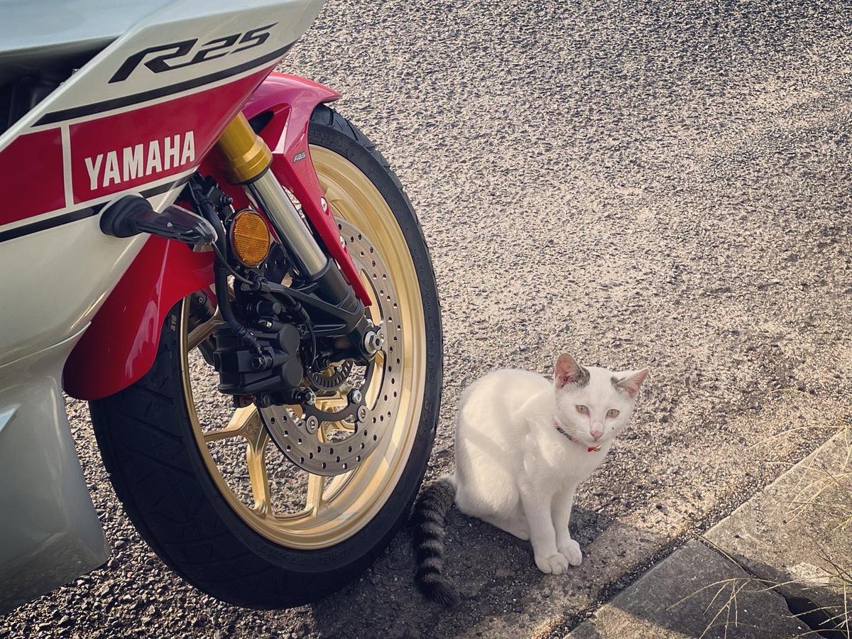 minkanjinbase's tweet photo. #早朝ツーリング
「猫と漁港とR25」
#民間人BASE
#バイク乗りと繋がりたい
#バイク好きと繋がりたい
#yzfr25
#wgp60th https://t.co/AtFRo0u7iL