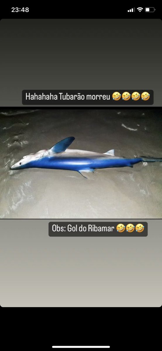 MFeelipe11's tweet photo. Coitado .. morreu kkkk /+/💢⚽️❤️ 
@VascodaGama https://t.co/VNRe03ThSs