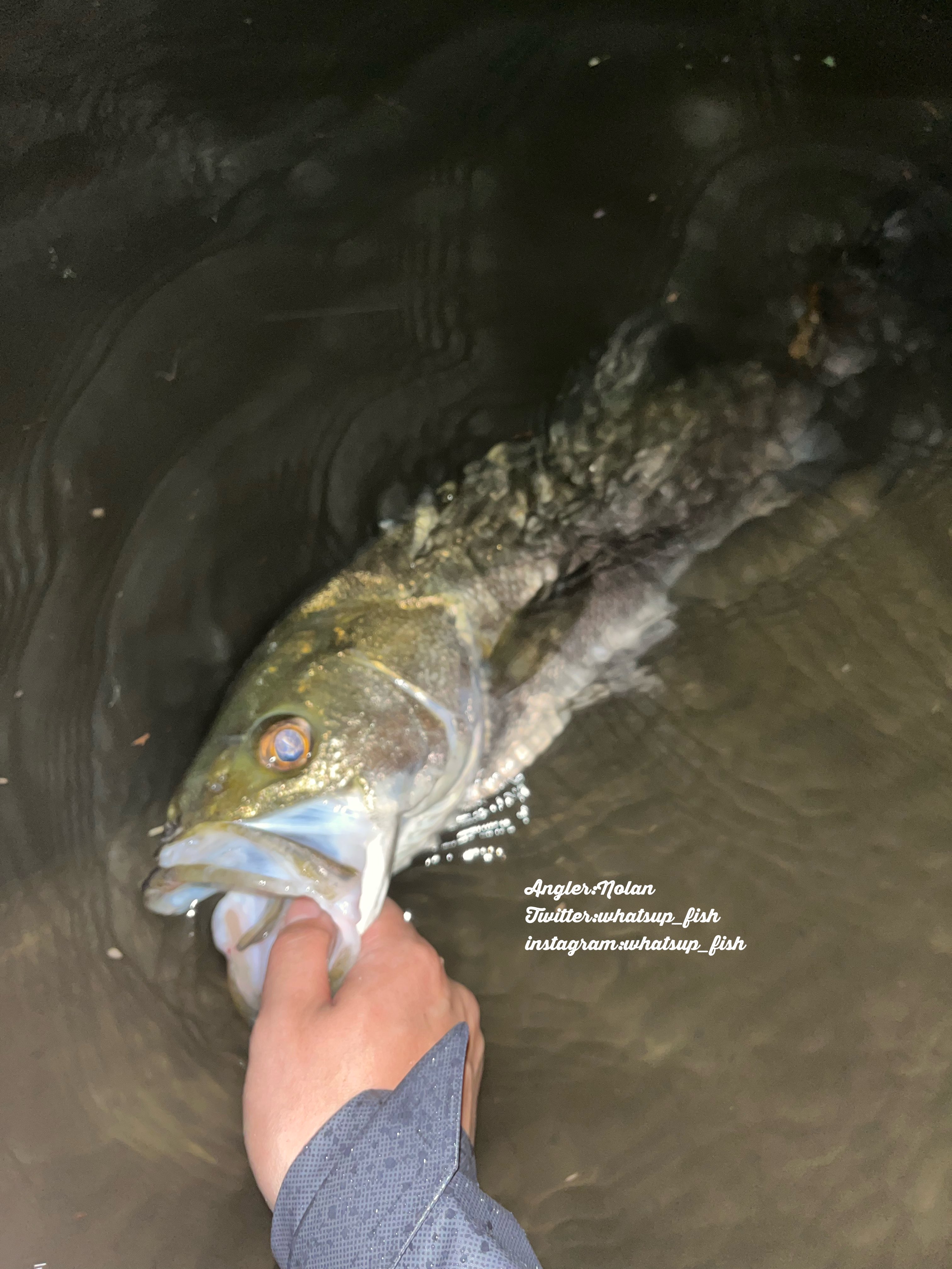 横浜シーバス Twitter Search Twitter