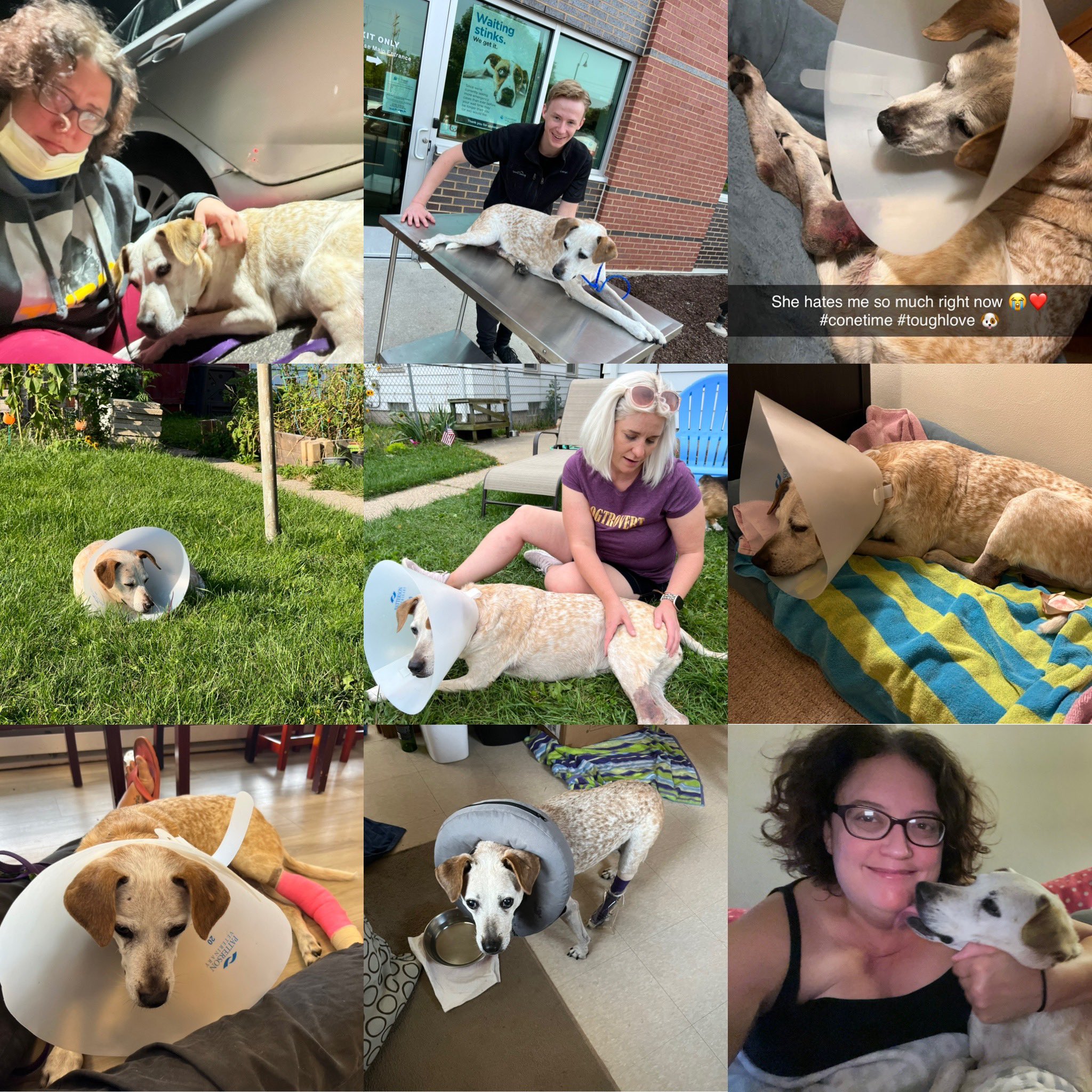 Veterinarian Appreciation Week 2024 Bliss Joanie