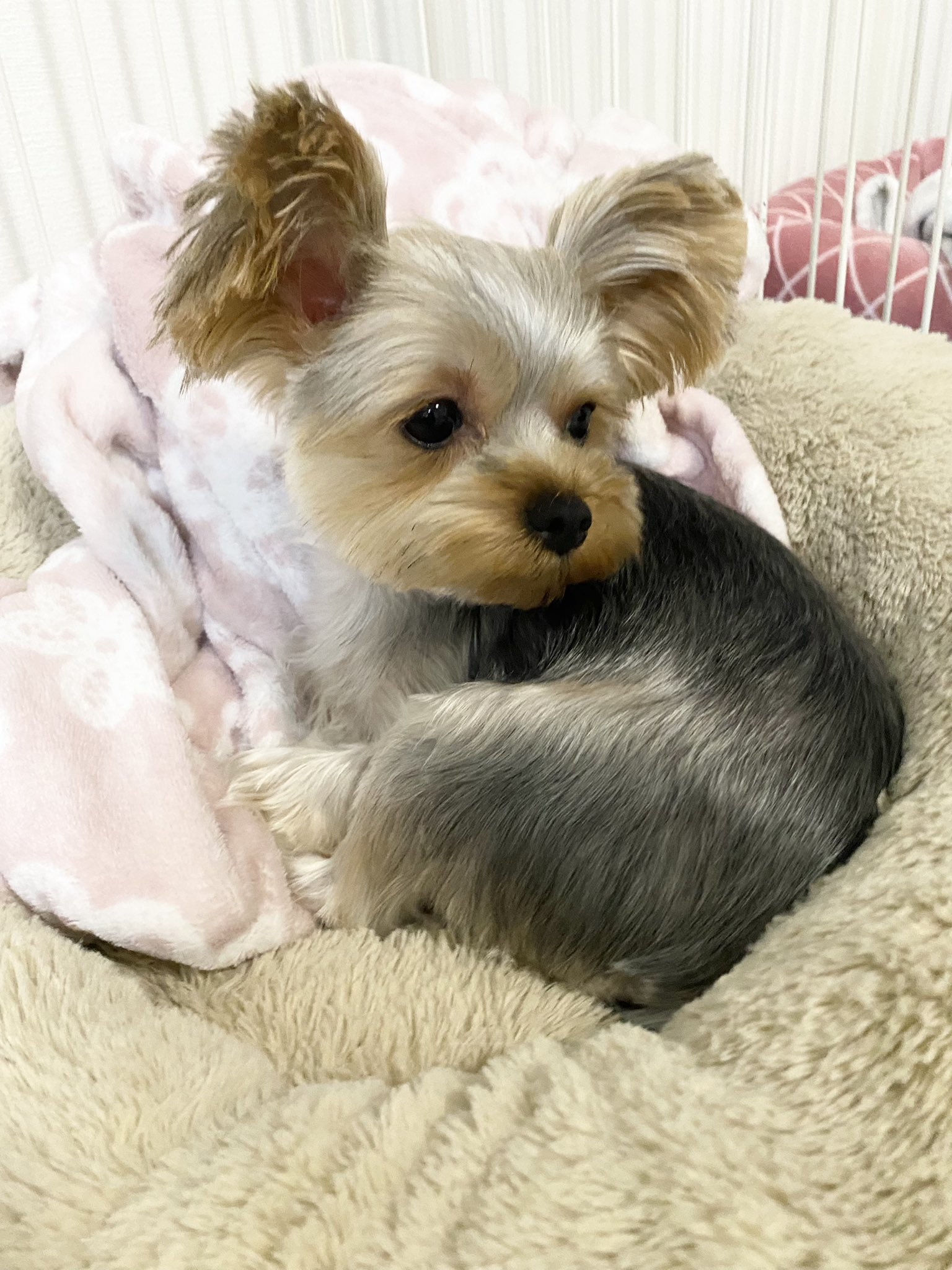 ヨークシャーテリア 絵タイル付き木製メモボード アメリカン Marketingagricola Pt