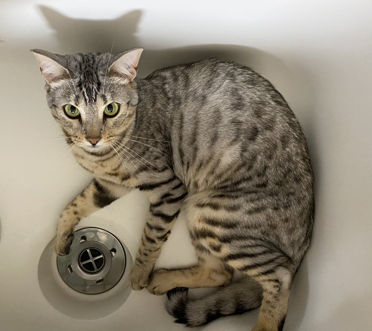 きなごむ Kinagomu0706 Twitter