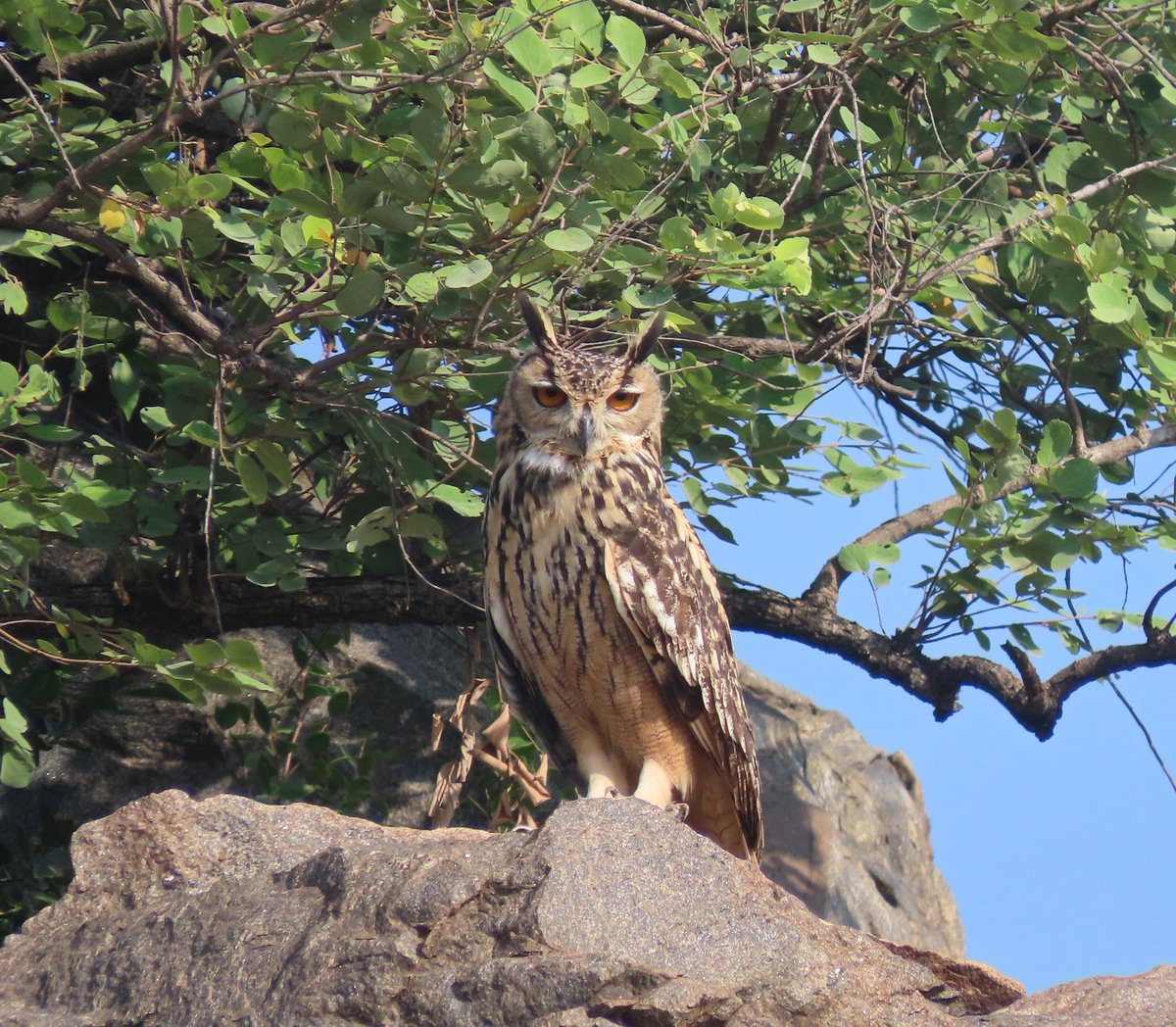 It's 8:00 AM. An Indian eagle-owl suddenly takes off. Love carpet-bombs my heart as tiny explosions erupt inside my chest - each louder than the last. But then, the owl turns mid-air and lands nearby.

It's 8:01 AM. Love declares my heart a no-fire area.

#birds #owls #Chennai